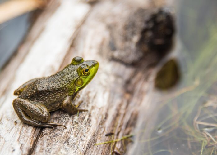 A frog perched on a log in water
