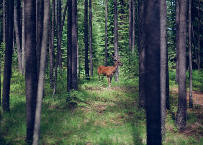 A deer standing in a forest
