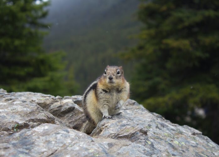 Squirrel perched on a rock in a forest