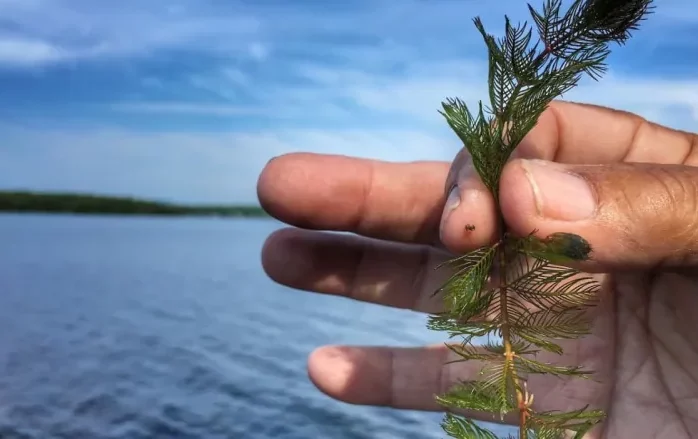 Man holding zombie plant in front of a body of water